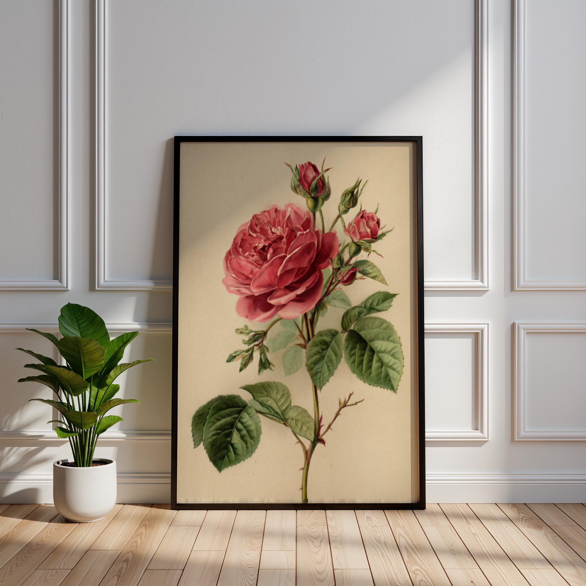 Vintage Rose Botanical Art Print, Antique Style Red Floral Illustration ...