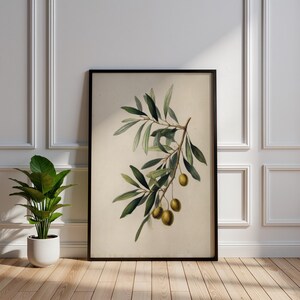 Può includere: Stampa botanica incorniciata con un'illustrazione dettagliata di un ramo di ulivo con foglie verdi e olive. L'opera d'arte è ambientata su uno sfondo color crema e incorniciata in una cornice nera. La stampa è esposta su un pavimento in legno.
