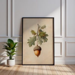 Może przedstawiać: Oprawiony botaniczny nadruk przedstawiający żołądź i liście dębu. Grafika przedstawia szczegółową ilustrację żołędzia z brązową czapką i złoto-brązowym korpusem, zawieszonego na gałęzi z zielonymi i żółto-zielonymi liśćmi. Nadruk jest na beżowym tle.