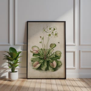 Vintage fleischfressende Pflanze Druck, botanische Illustration, Fliegenfalle Wandkunst, Naturdekor, Herbarium