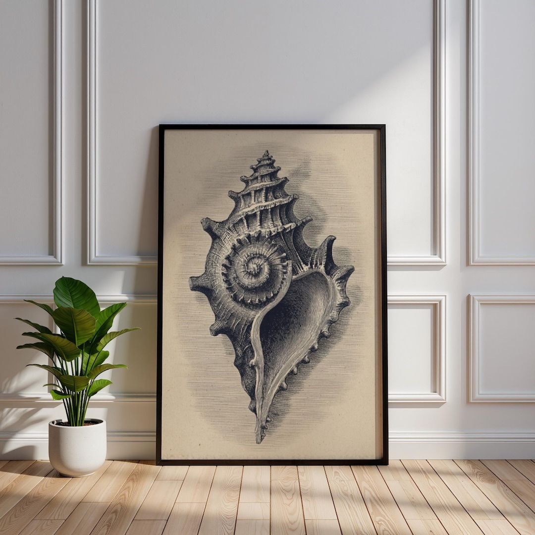 Vintage Seashell Art Print | Spiral Conch Engraving Wall Decor ...