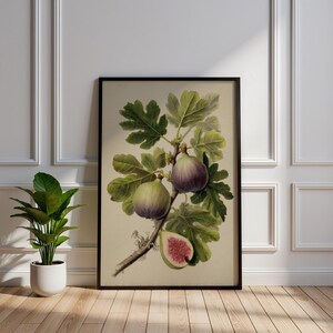 Può includere: Una stampa botanica incorniciata raffigurante un ramo di fico con foglie verdi e fichi maturi. Un fico è tagliato, rivelando l'interno rosa. L'opera d'arte è in una cornice nera, esposta contro un muro bianco e un pavimento in legno.