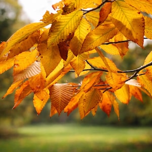 May include: Close-up of a tree branch with vibrant yellow and orange autumn leaves. The leaves are in sharp focus, with a blurred green background of a park or forest. The image captures the beauty of fall.