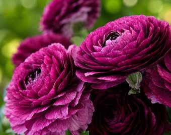 10 Purple Ranunculus Bulbs: Peony Flower Bulbs, Spring Garden Planting