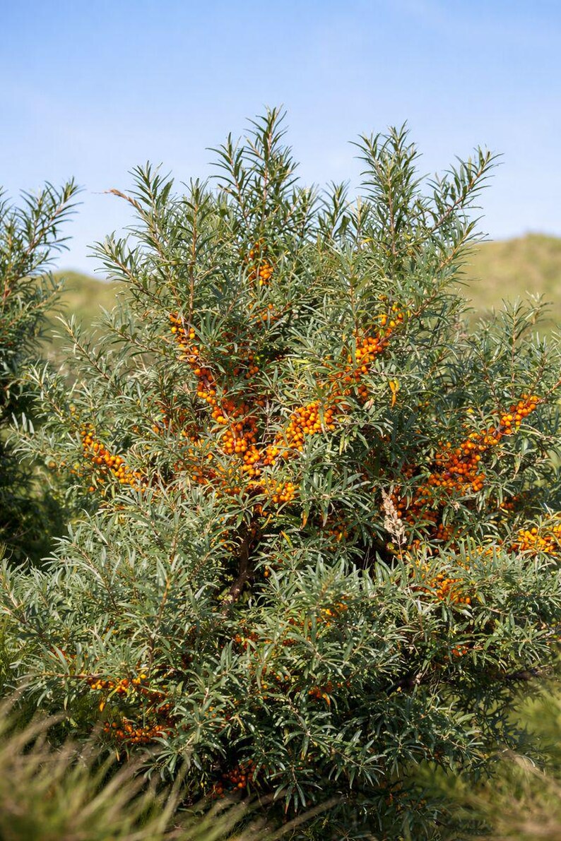 30 Sea Buckthorn Seeds: Hippophae Rhamnoides, Cold Hardy Fruit Shrub - Etsy