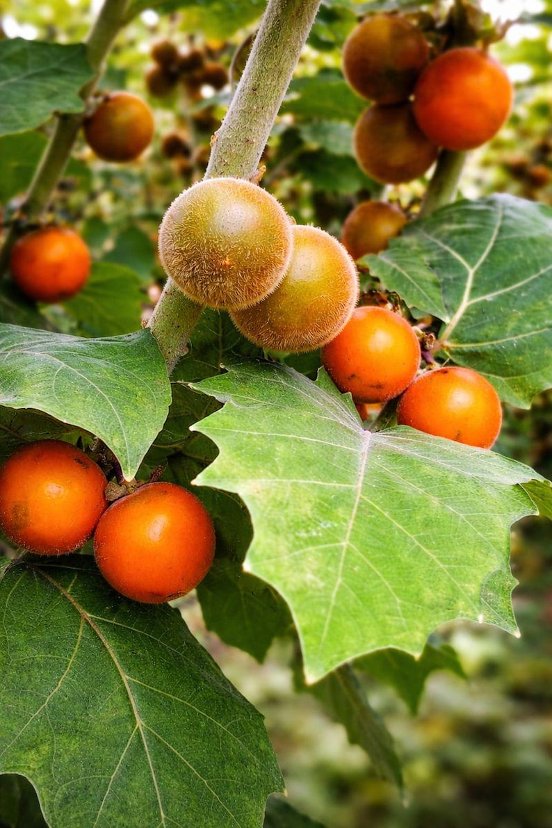 20 Naranjilla Lulo Seeds Solanum Quitoense Rare Tropical Fruit Plant 20-naranjilla-lulo-seeds-solanum-quitoense-rare-tropical-fruit-plant