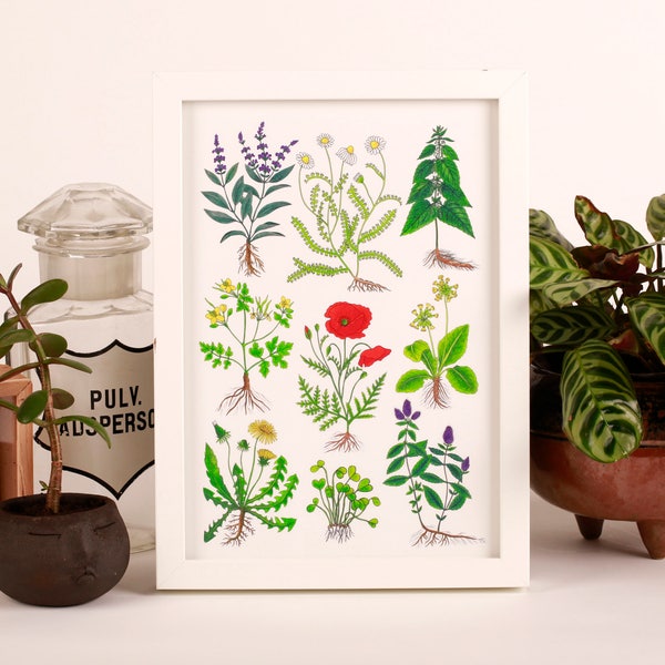 Herbal Wall Art Etsy