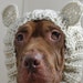 see more listings in the Dog Snoods section