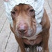 see more listings in the Dog Snoods section