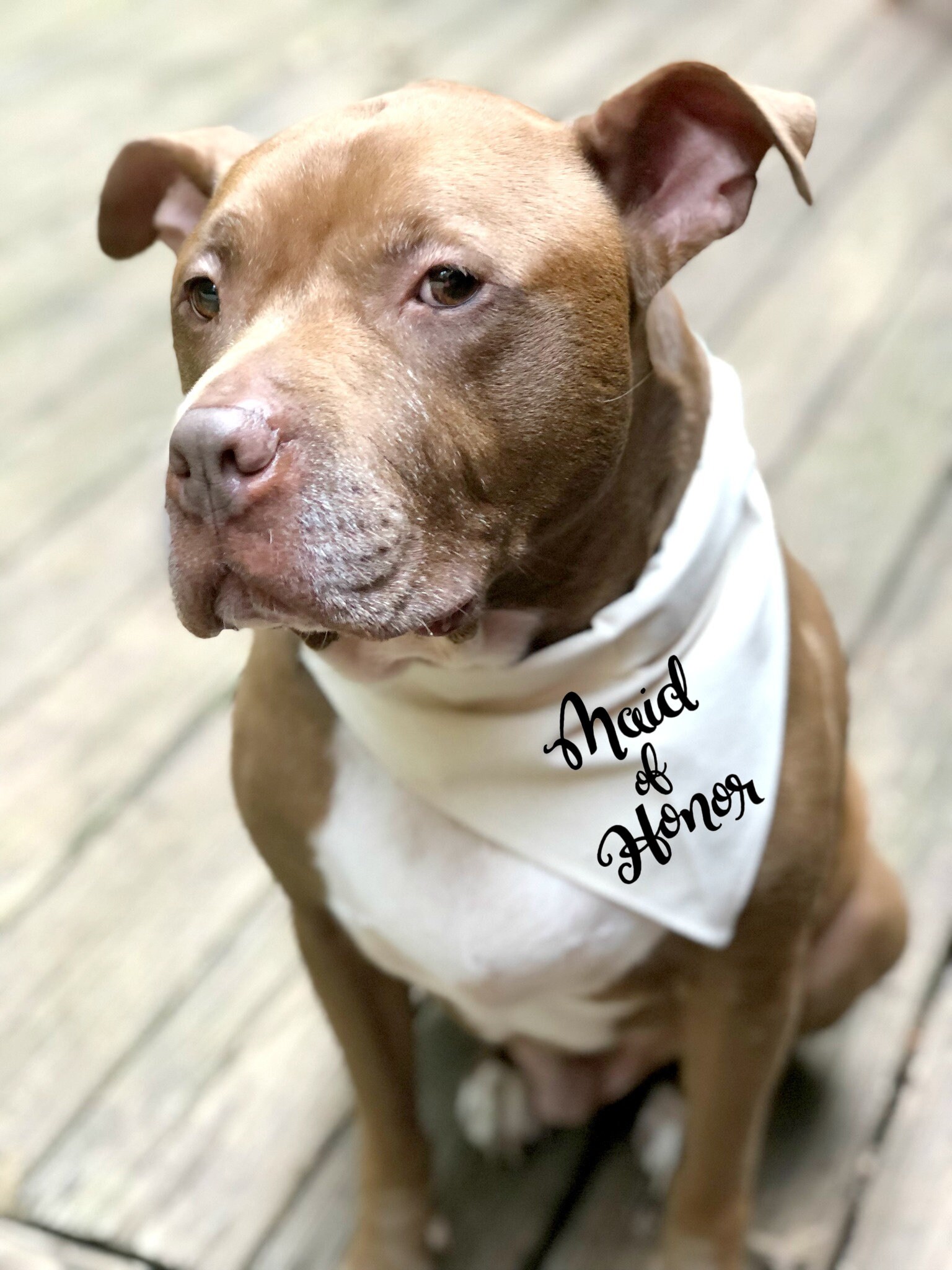 Maid of Honor Dog Bandana Over the Collar/beige Canvas/ Dog Etsy