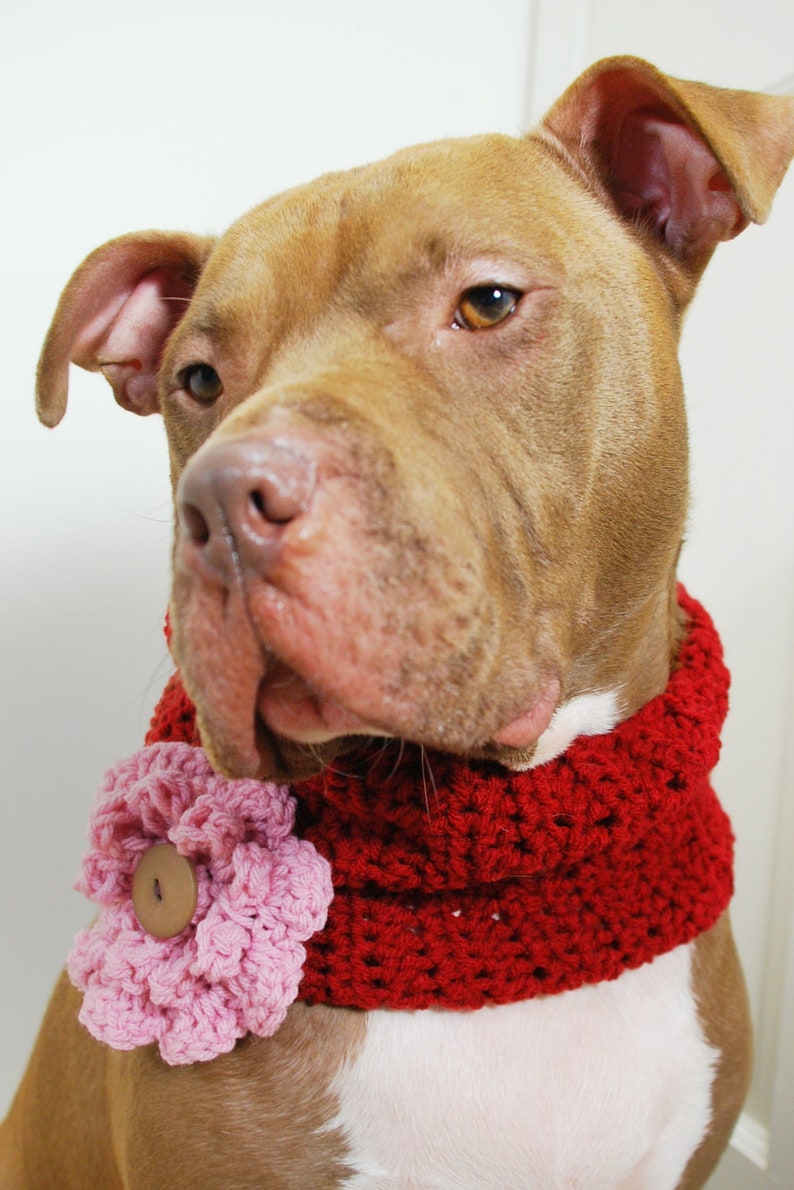 Crochet Dog Cowl Cranberry Red with Pink Flower Made to Order image 2