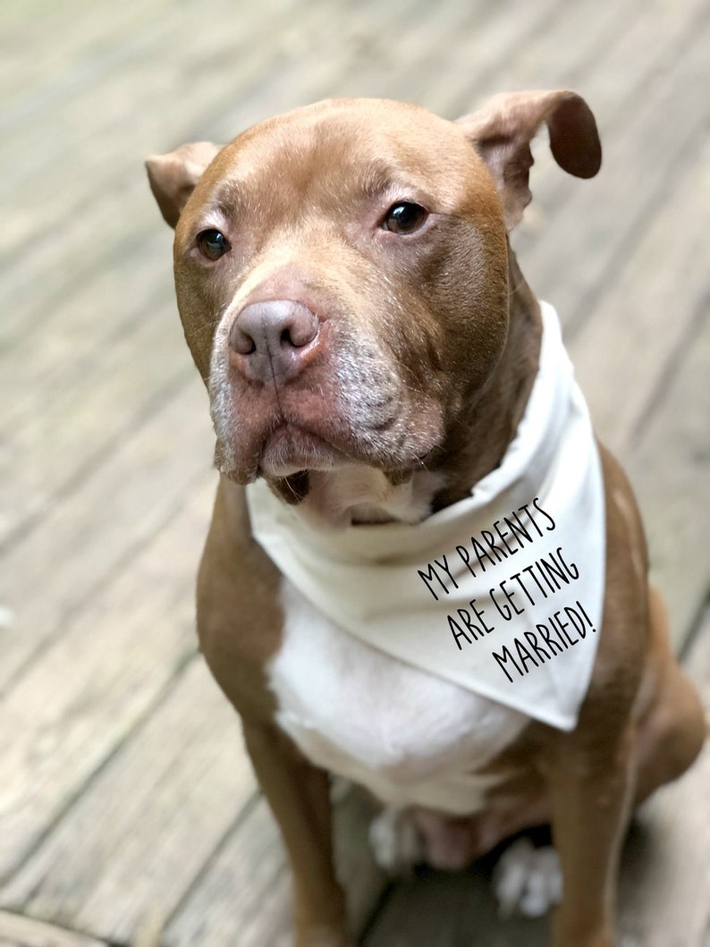 Dog Engagement Bandana My Parents Are Getting Etsy