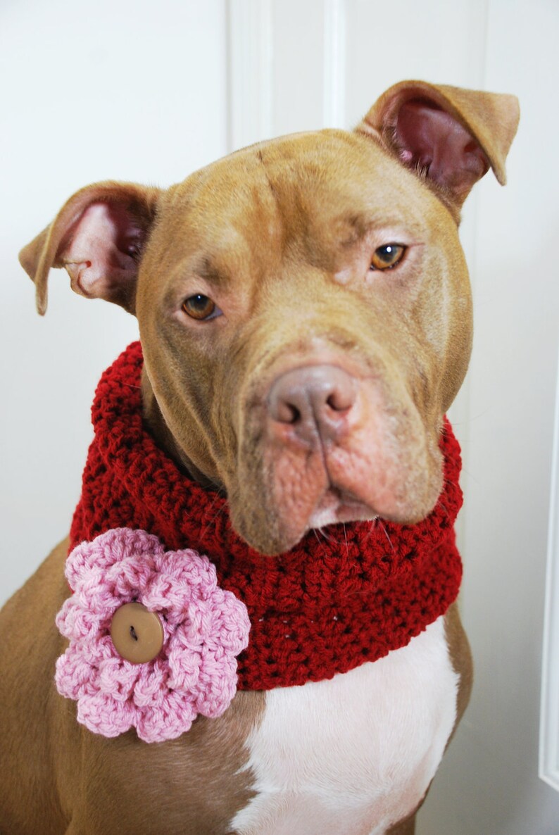 Crochet Dog Cowl Cranberry Red with Pink Flower Made to Order image 4