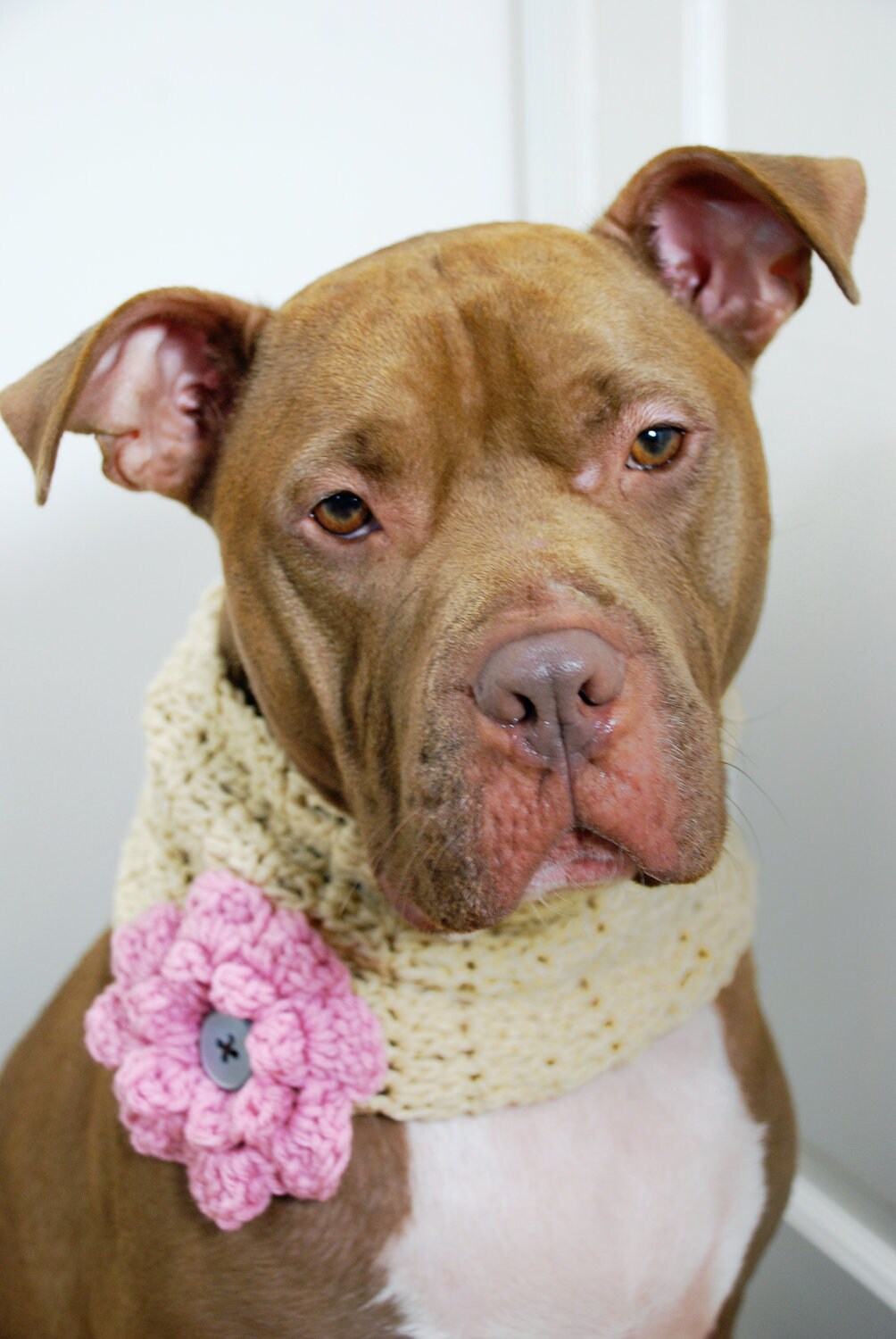 Dog Cowl Beige With Pink Flower Crochet Made to Order Etsy