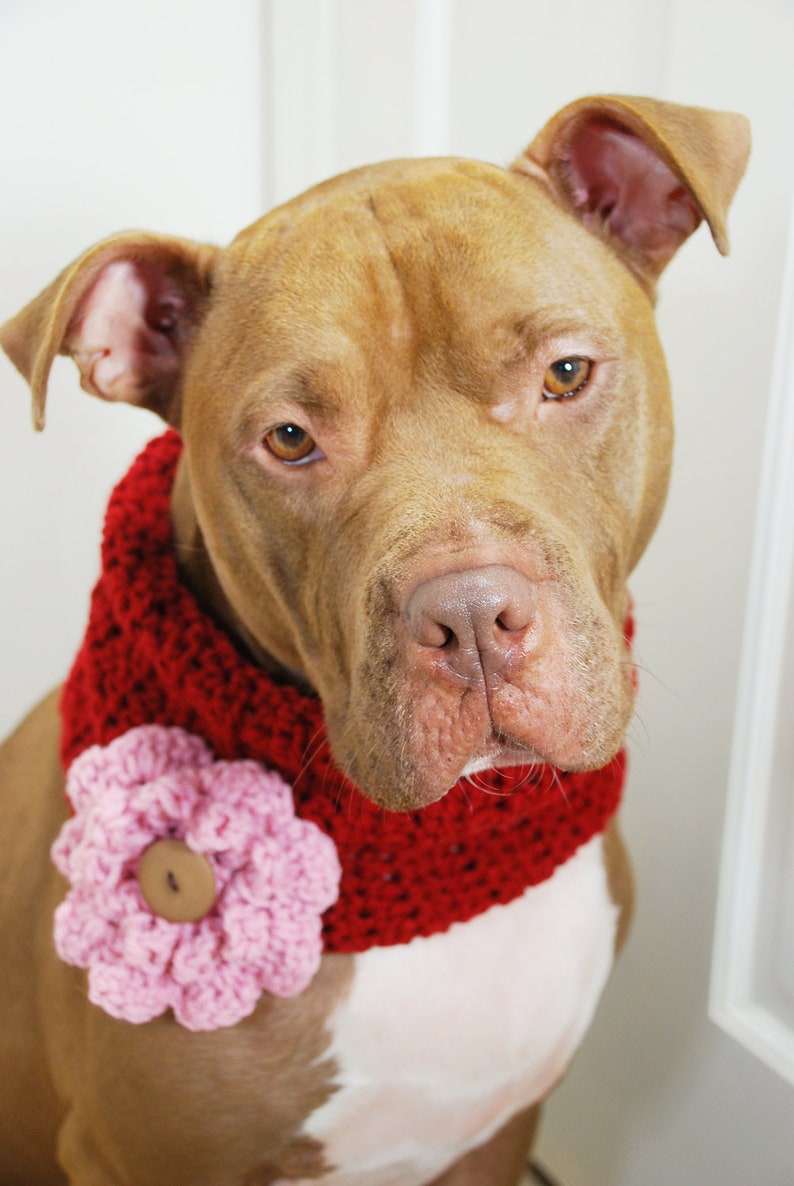 Crochet Dog Cowl Cranberry Red with Pink Flower Made to Order image 1