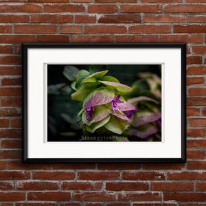 Kent Beauty Oregano in bloom, Black and White or Color photo, still life photography, flower pic, StrongylosPhoto