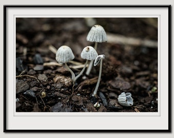 mushrooms, earthy forest photo, kitchen decor, 8x12 mushroom photography, fungi, brown and white, wild mushrooms, woodland