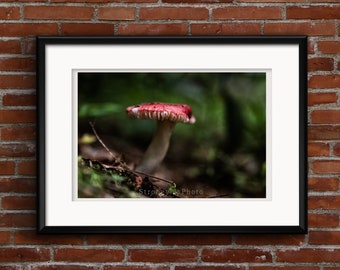 Wild mushroom fine art macro photo by StrongylosPhoto, Russula emetica