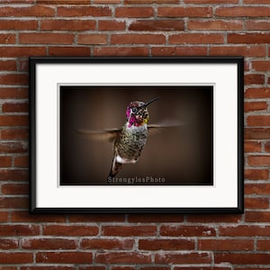 hummingbird photography, hummingbird in flight photo, male annas hummingbird, colorful hummingbird photo image 1