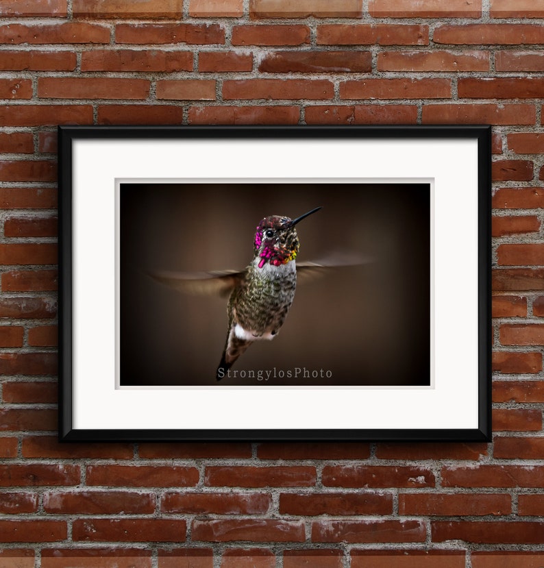 hummingbird photography, hummingbird in flight photo, male annas hummingbird, colorful hummingbird photo image 1