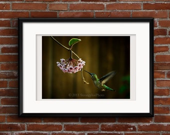 photo of Hummingbird pink Hoya flowers nature, ready to frame, StrongylosPhoto