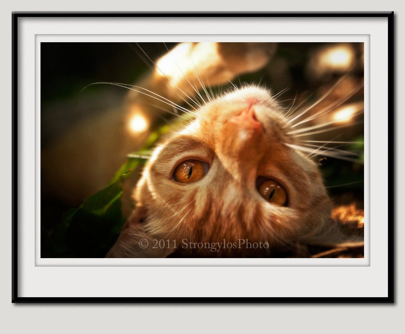 silver tabby cat with amber eyes silver tabby cat with amber eyes