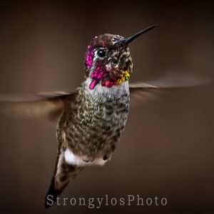 hummingbird photography, hummingbird in flight photo, male annas hummingbird, colorful hummingbird photo image 3