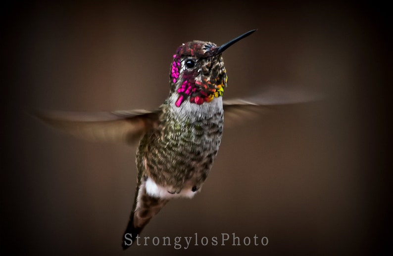 hummingbird photography, hummingbird in flight photo, male annas hummingbird, colorful hummingbird photo image 3