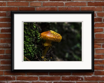 mushroom, fungi, yellow orange Fly Amanita (Amanita muscaria )mushroom photo, kitchen wall art, macro photography by StrongylosPhoto