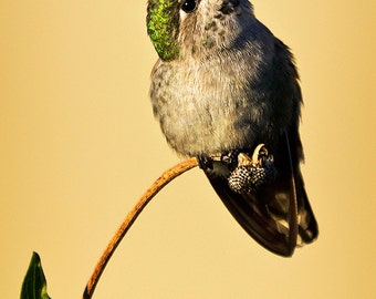 fine art photography, portrait of a hummingbird, female Anna Hummingbird, humming bird, green feathers, leaves, pale yellow