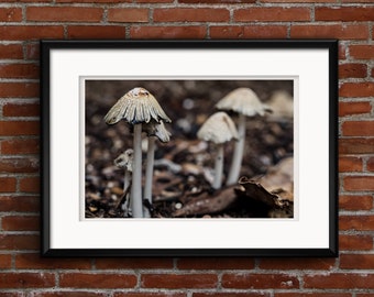 mushroom photo, macro photography, fungi, kitchen wall art