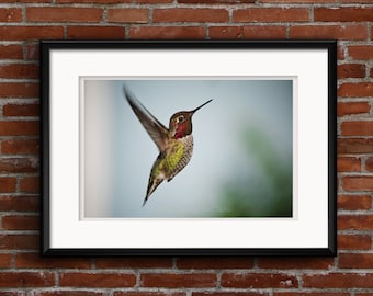 joyful hummingbird photo, Anna's Hummingbird, StrongylosPhoto, hummer lover gift idea