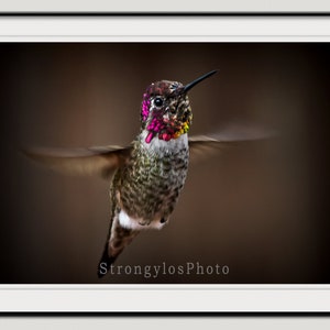 hummingbird photography, hummingbird in flight photo, male annas hummingbird, colorful hummingbird photo image 5