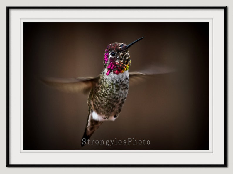 hummingbird photography, hummingbird in flight photo, male annas hummingbird, colorful hummingbird photo image 5