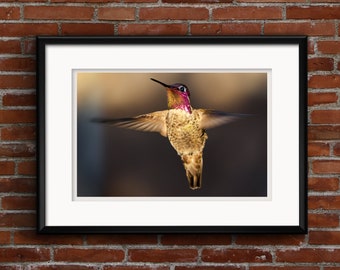 hummingbird with bright pink feathers, flying bird, color photo, Anna's Hummingbird, StrongylosPhoto,