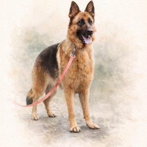 May include: Watercolor painting of a German Shepherd dog with a pink leash. The dog has a black saddle and tan fur. The dog's name, "Kiley", is written in cursive below the dog.