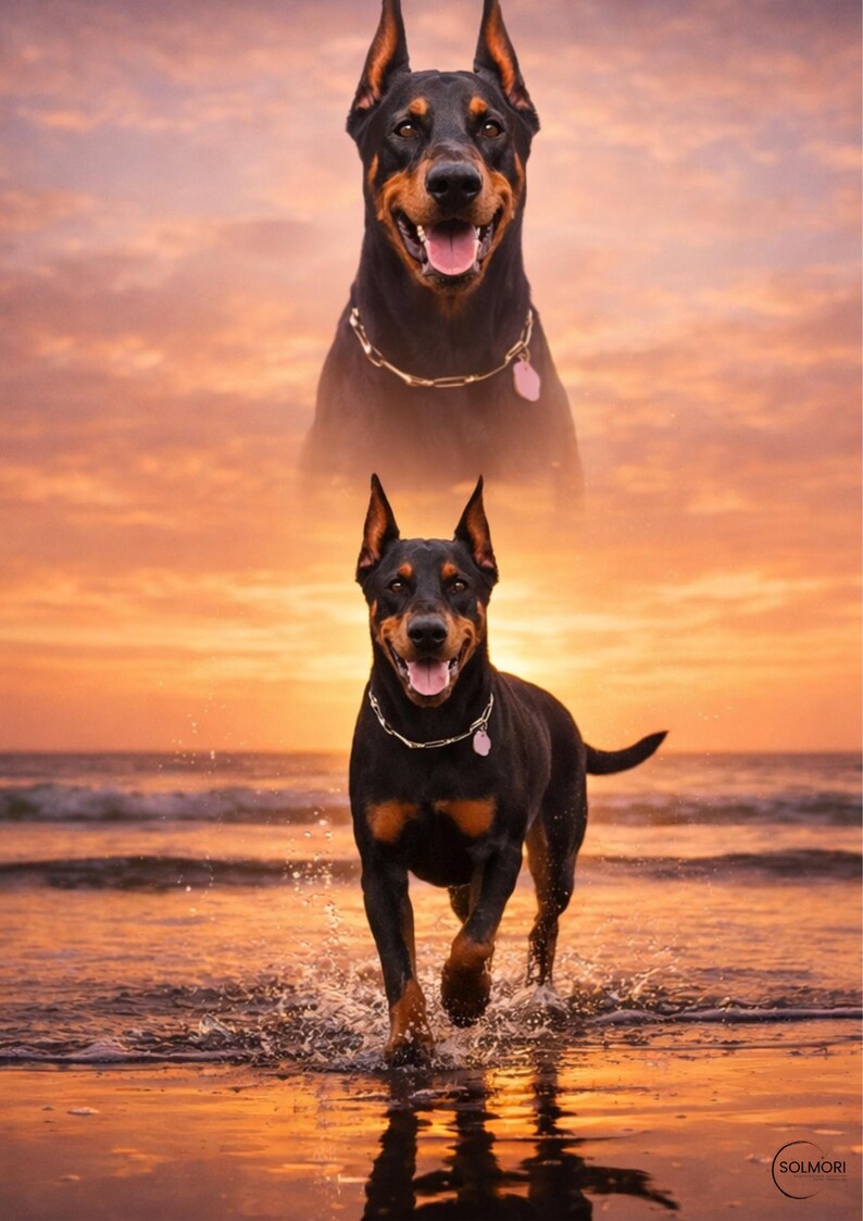 K&ouml;nnte beinhalten: Zwei Doberm&auml;nner, einer &uuml;ber dem anderen, vor einem Sonnenuntergang. Der untere Hund rennt durch Wasser, tr&auml;gt ein silbernes Halsband und einen rosa Anh&auml;nger. Der Himmel ist eine Mischung aus Orange und Rosa.
