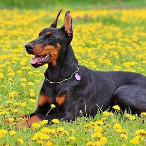 K&ouml;nnte beinhalten: Ein schwarzer und brauner Dobermann Pinscher-Hund liegt in einem Feld mit gelben Blumen. Der Hund tr&auml;gt ein silbernes Halsband mit einem rosa Anh&auml;nger. Die Ohren des Hundes sind aufrecht und sein Maul ist ge&ouml;ffnet.