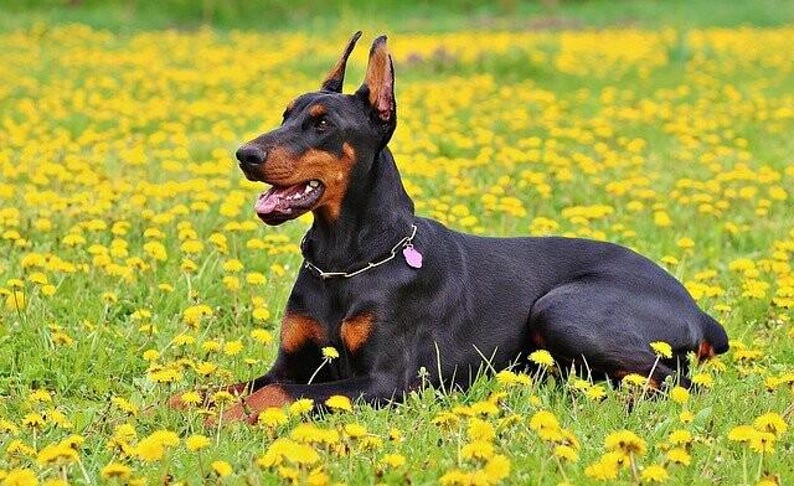 K&ouml;nnte beinhalten: Ein schwarzer und brauner Dobermann Pinscher-Hund liegt in einem Feld mit gelben Blumen. Der Hund tr&auml;gt ein silbernes Halsband mit einem rosa Anh&auml;nger. Die Ohren des Hundes sind aufrecht und sein Maul ist ge&ouml;ffnet.