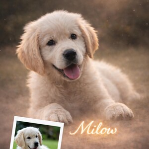 May include: A golden retriever puppy with light-colored fur, lying down with its tongue out. A smaller framed image of the puppy is in the lower left corner. The name "Milow" is written in cursive.