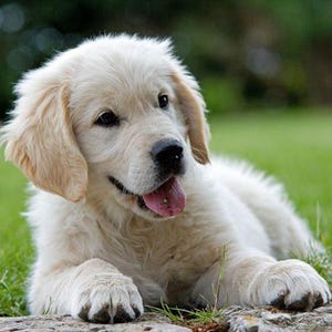 May include: A light cream-colored Golden Retriever puppy lying on a rock, with its tongue sticking out. The puppy is surrounded by green grass and a blurred background of trees.