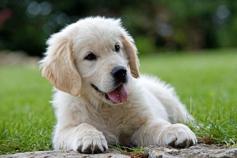 May include: A light cream-colored Golden Retriever puppy lying on a rock, with its tongue sticking out. The puppy is surrounded by green grass and a blurred background of trees.