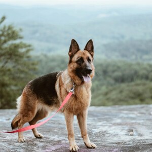 May include: A German Shepherd dog stands on a rock, wearing a red leash. The dog has a black and tan coat, with its tongue out. The background features a blurred view of a forest and a hazy sky.