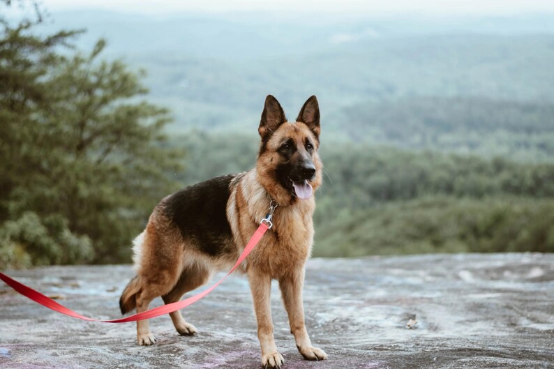 May include: A German Shepherd dog stands on a rock, wearing a red leash. The dog has a black and tan coat, with its tongue out. The background features a blurred view of a forest and a hazy sky.