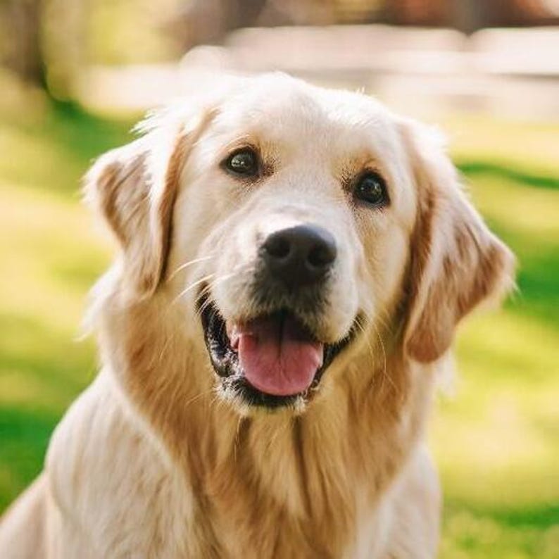 K&ouml;nnte beinhalten: Nahaufnahme eines Golden Retriever-Hundes mit hellem, goldenem Fell. Der Hund blickt direkt in die Kamera, der Mund ist ge&ouml;ffnet, die Zunge sichtbar, und er scheint zu l&auml;cheln. Der Hintergrund ist verschwommen, was auf eine Umgebung im Freien hindeutet.