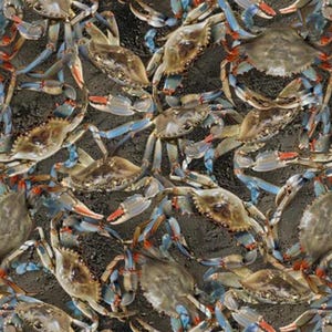 Oh Crab! in Chesapeake Blue from the A La Carte Collection by Whistler Studio for Windham Fabrics - 100% Cotton