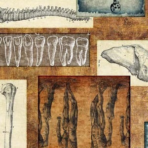 May include: A vintage anatomical illustration collage featuring a human spine, teeth, bones, and muscles. The illustrations are printed on aged paper with a rustic brown background.