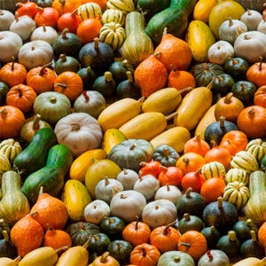 この商品は、Whistler Studio の Windham Fabrics の A La Carte Collection の Full of Gourdness Gourds in Multi です - 綿 100%