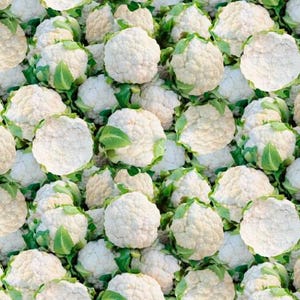 Two Heads are Better than One Cauliflower in Multi from the A La Carte Collection by Whistler Studio for Windham Fabrics - 100% Cotton