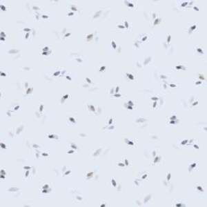 Tossed Petals in Light Blue from the Meadow at Dusk Collection by Stephanie Ryan for P&B Textiles - 100% Cotton Fabric